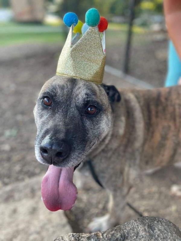 Smokey Bandit, Adoptable, Young Male Labrador Retriever.