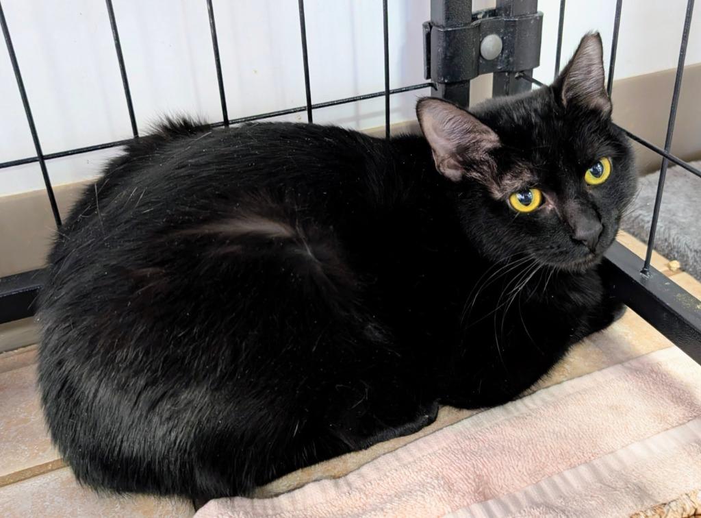 Casey, a Adoptable mixed breed in Peoria, AZ image 3/4