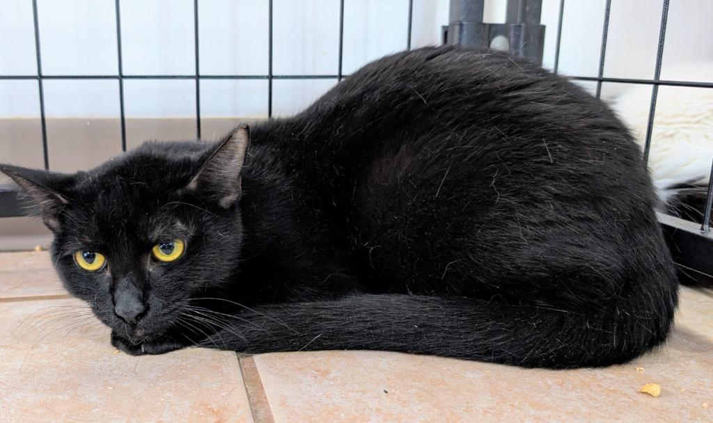 Casey, a Adoptable mixed breed in Peoria, AZ image 4/4