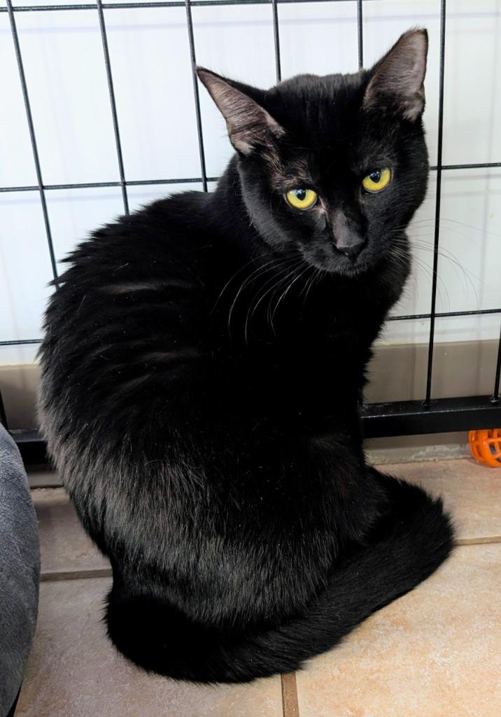 Casey, Adoptable, Young Female Domestic Short Hair.