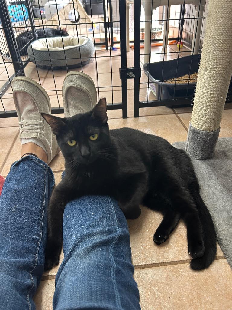 Casey, a Adoptable mixed breed in Peoria, AZ image 6/6