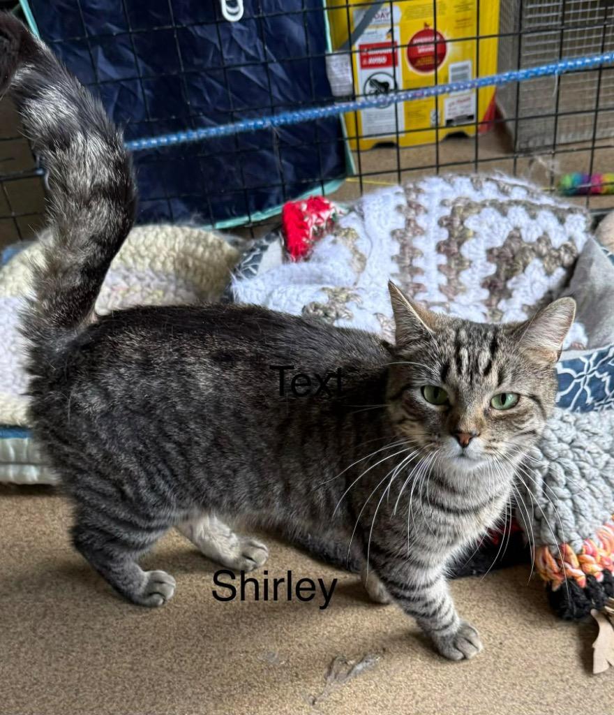 Enlarge Shirley, a Adoptable mixed breed in Plattsburgh, NY image 1/1