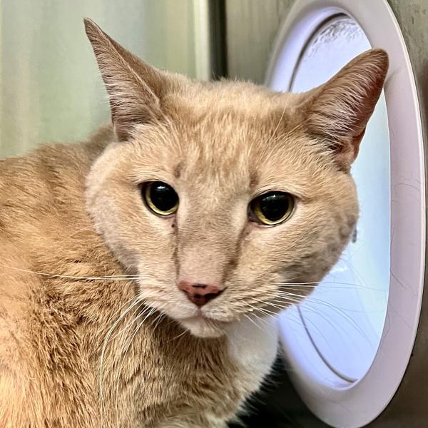 Murphy, Adoptable, Senior Male Domestic Short Hair.