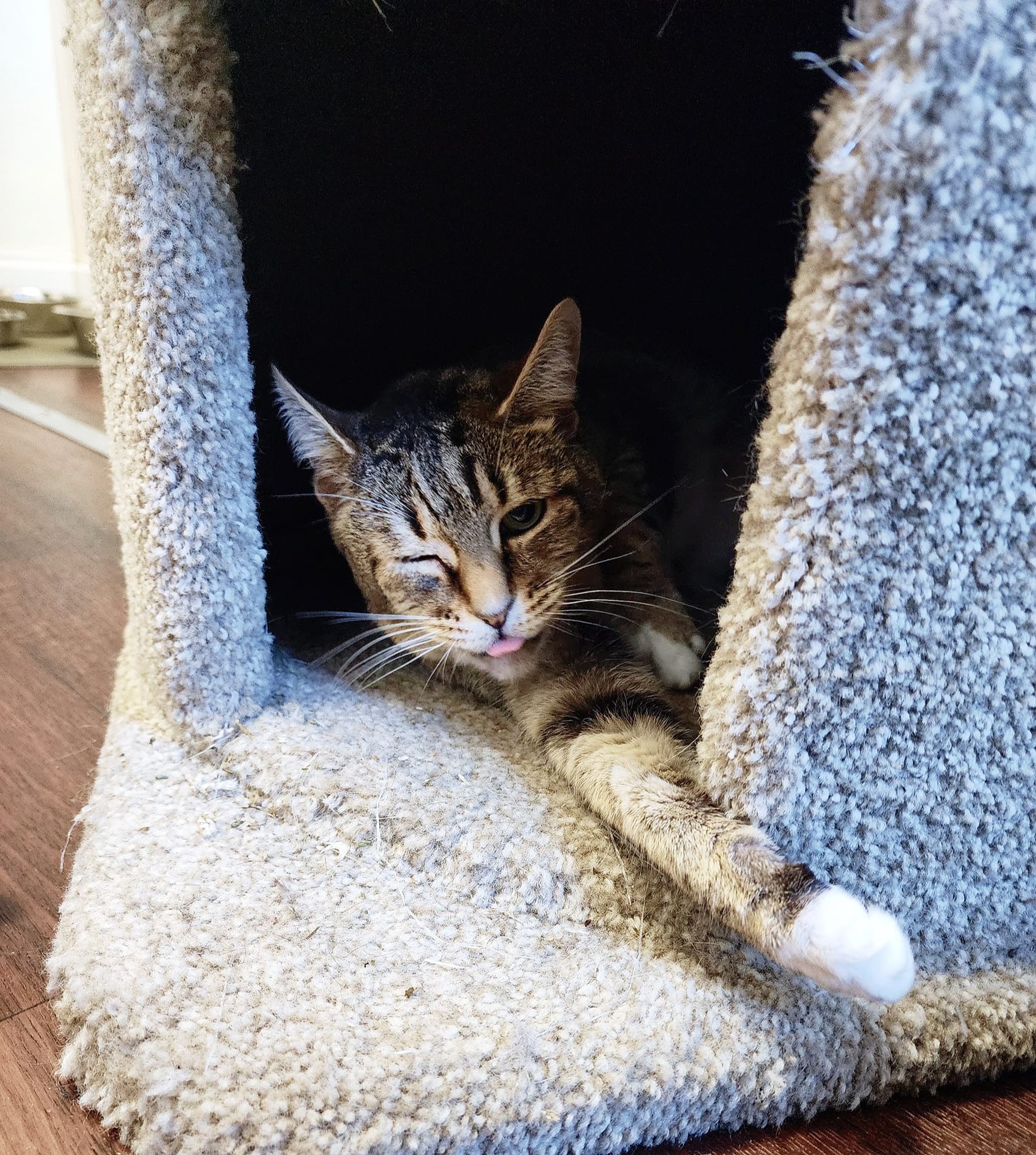 Queenie, a Adoptable mixed breed in Prineville, OR image 6/6