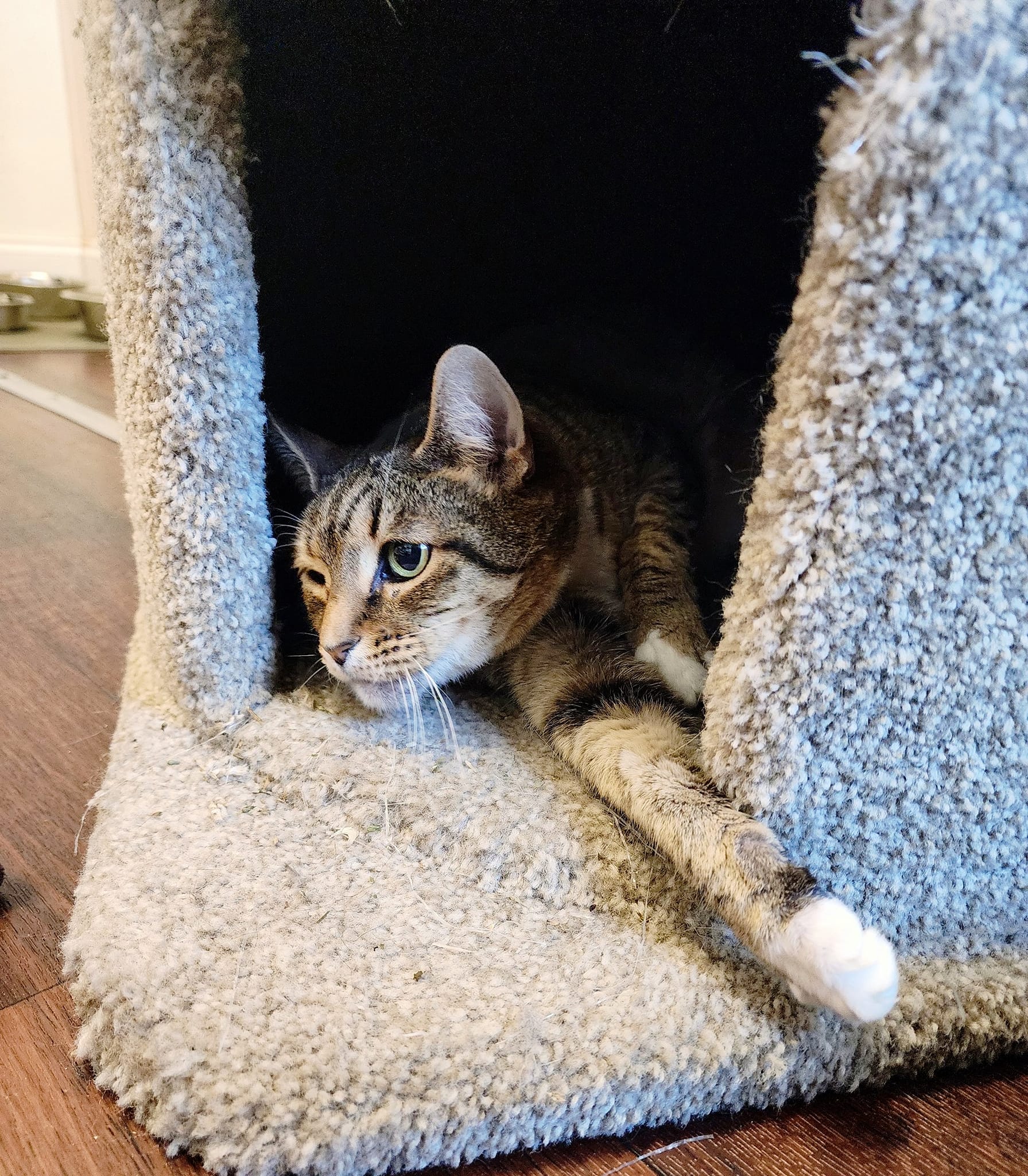 Queenie, a Adoptable mixed breed in Prineville, OR image 5/6