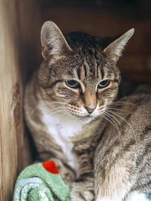 Enlarge Queenie, a Adoptable mixed breed in Prineville, OR image 1/6