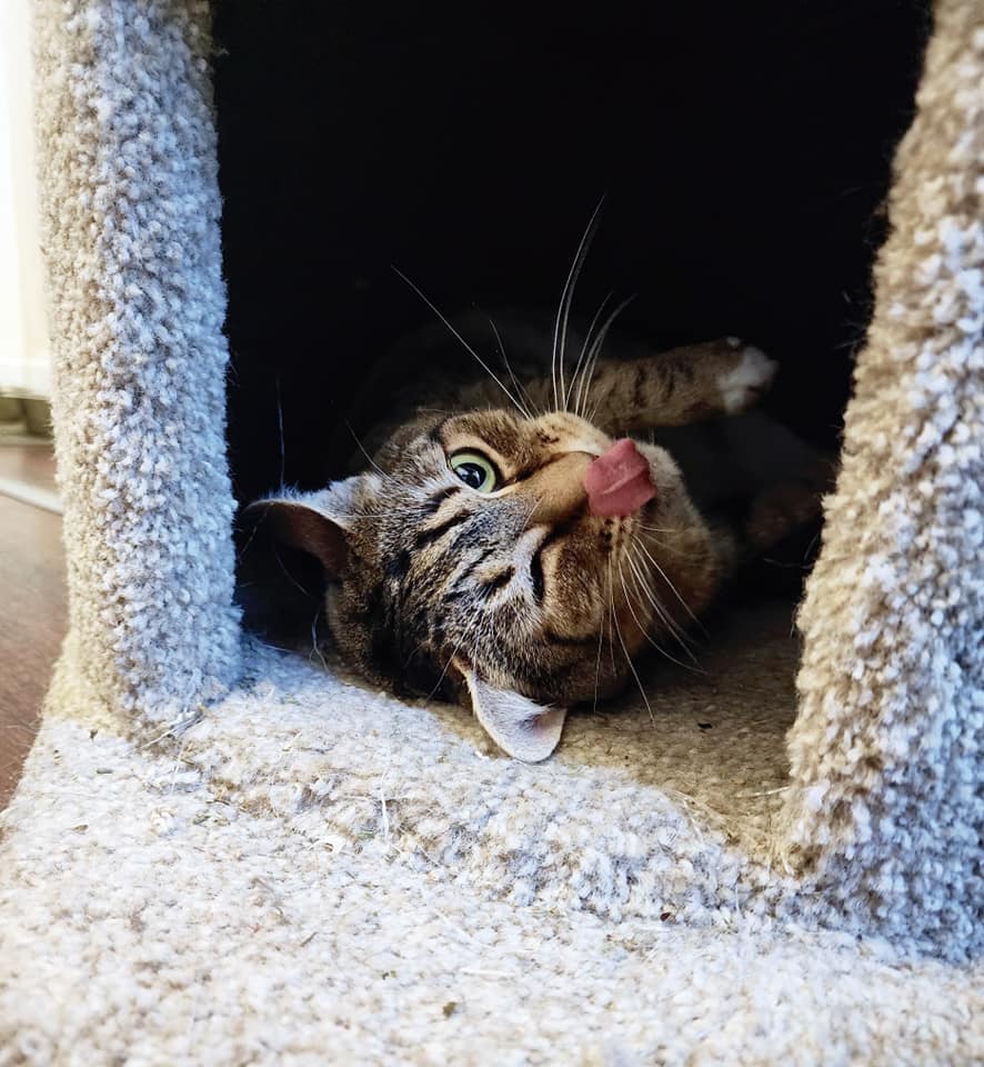 Queenie, an adoptable Domestic Short Hair in Prineville, OR, 97754 | Photo Image 3
