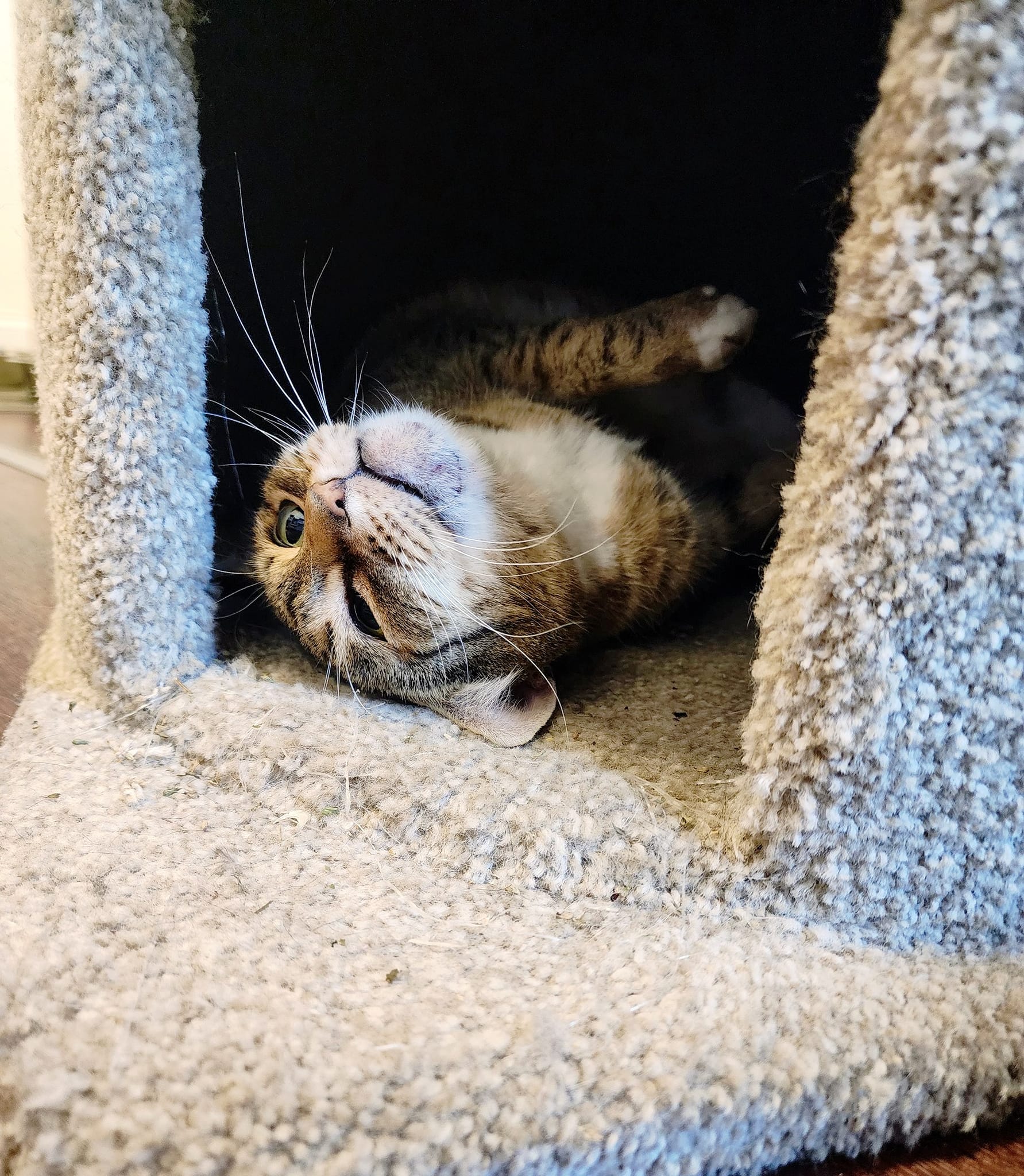 Queenie, an adoptable Domestic Short Hair in Prineville, OR, 97754 | Photo Image 1