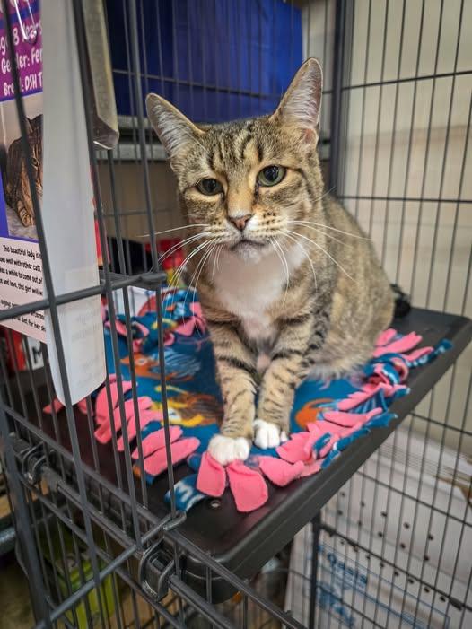 Queenie, Adoptable, Adult Female Domestic Short Hair.