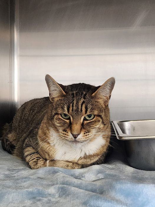 Queenie, a Adoptable mixed breed in Prineville, OR image 3/6