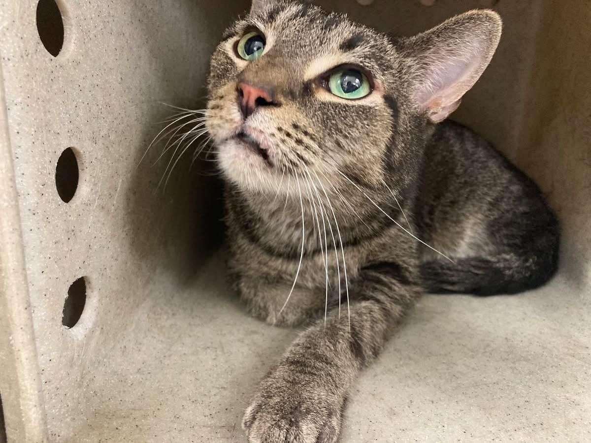 Enlarge Willie, a Adoptable Domestic Medium Hair in Asheville, NC image 2/2