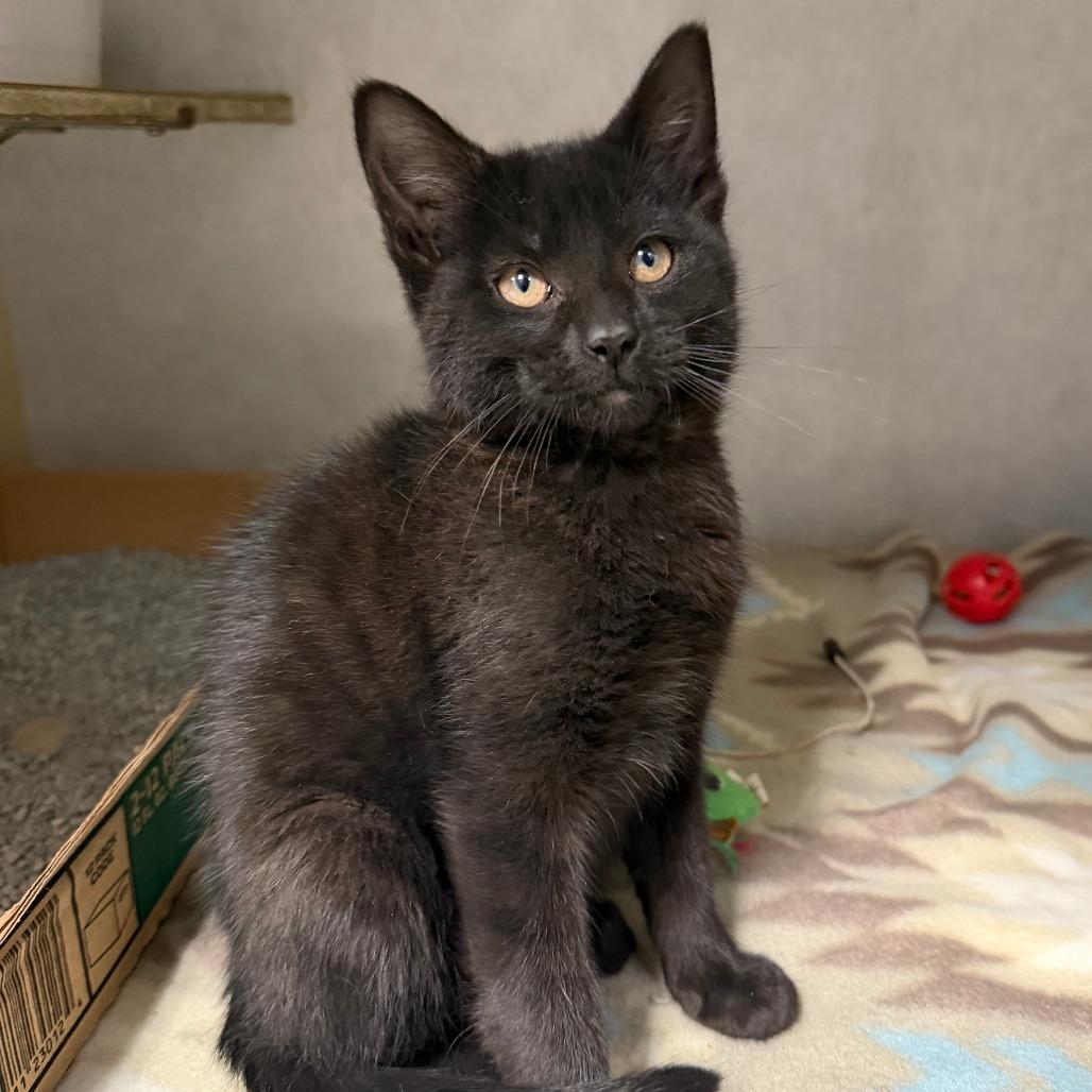 Enlarge Trina, a Adoptable Domestic Short Hair in Stillwater, OK image 1/1