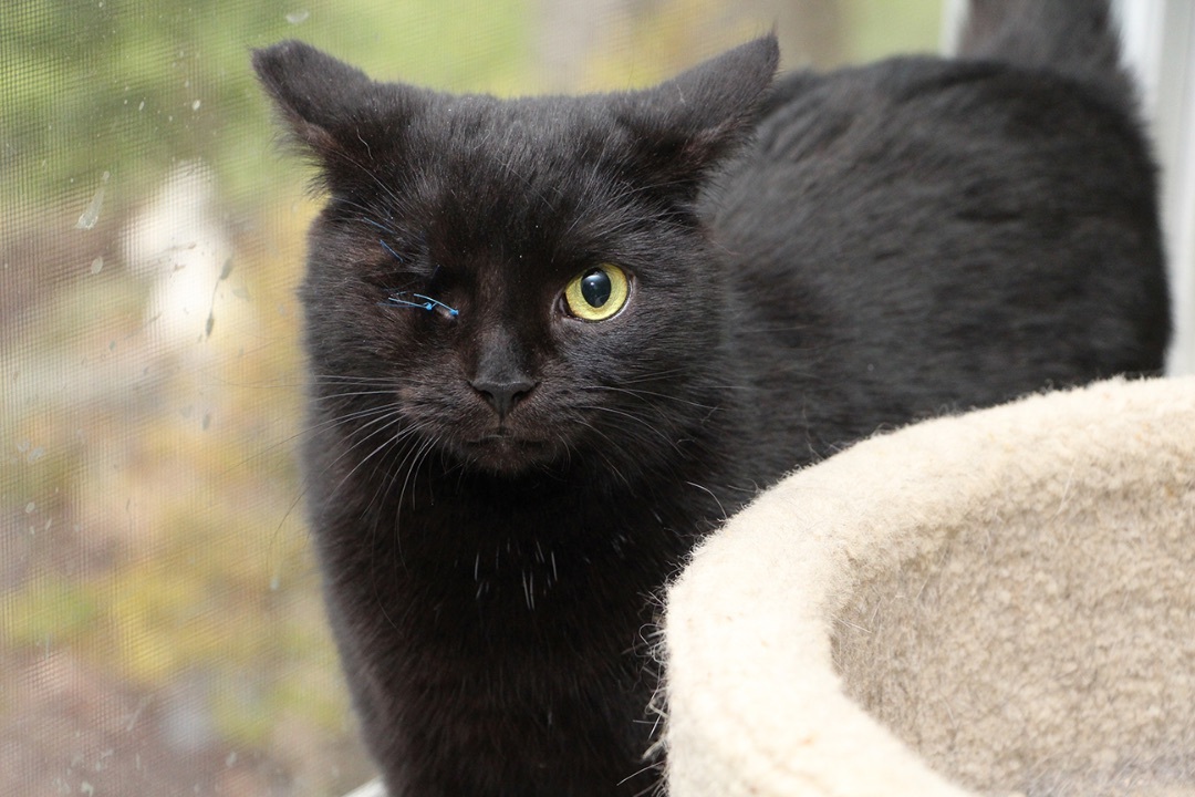 Onyx 2