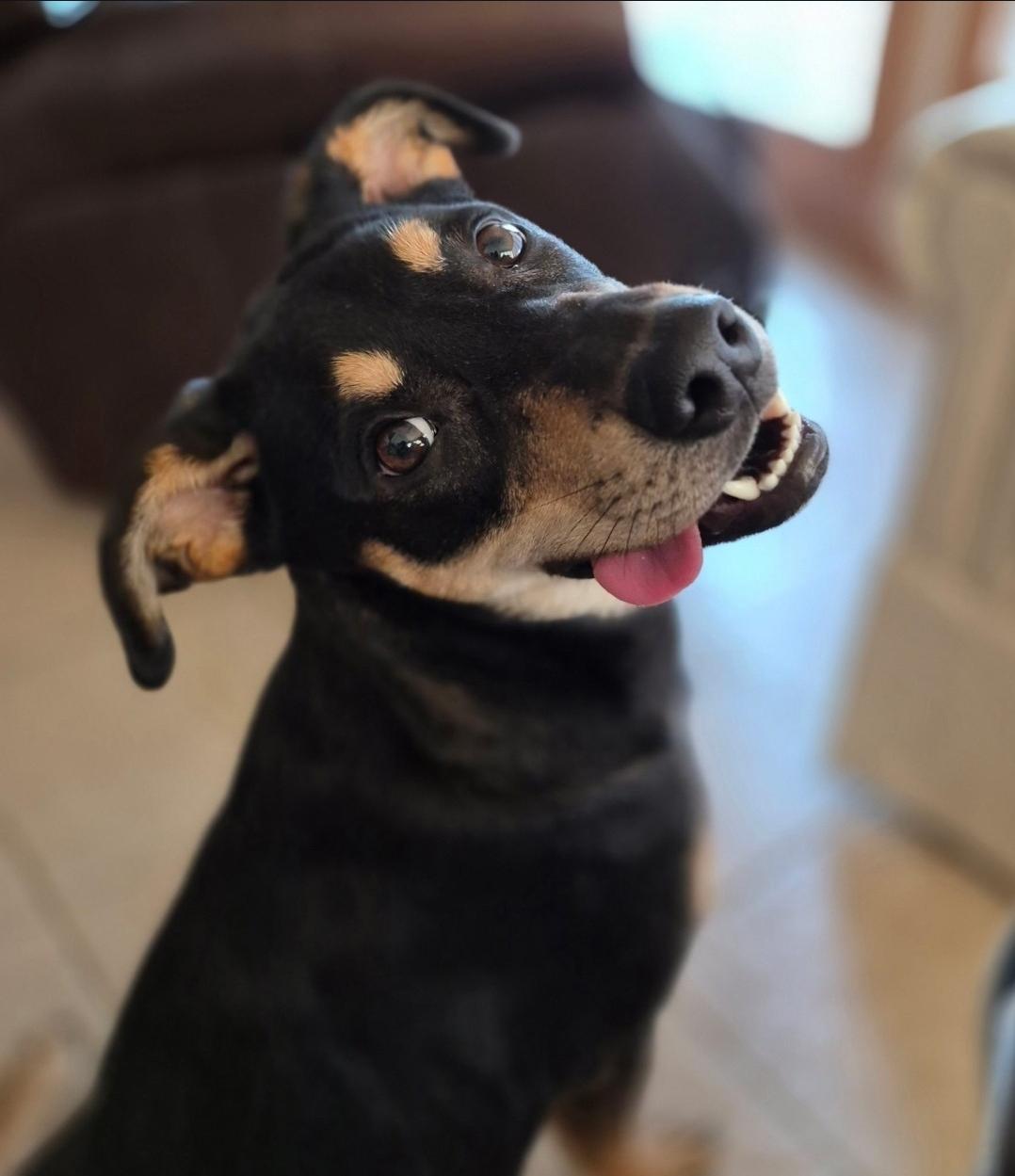 Aspen, a Adoptable mixed breed in merrillville, IN image 1/4