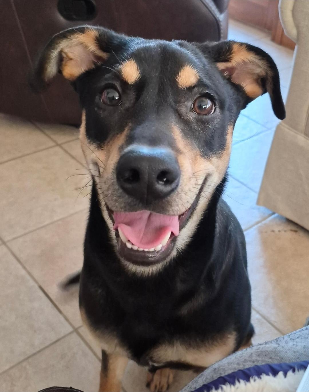 Aspen, a Adoptable mixed breed in merrillville, IN image 2/4