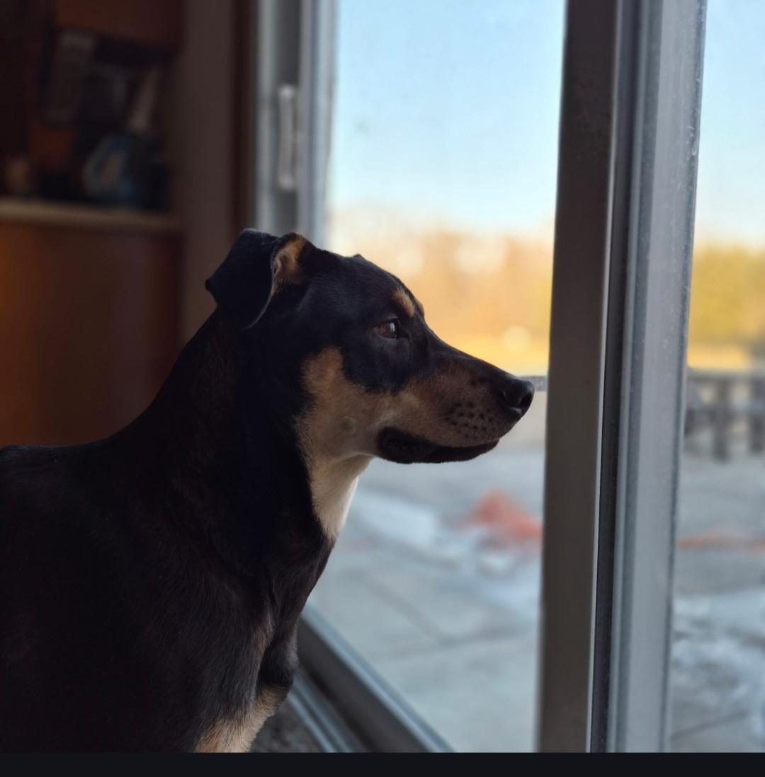 Aspen, a Adoptable mixed breed in merrillville, IN image 3/4