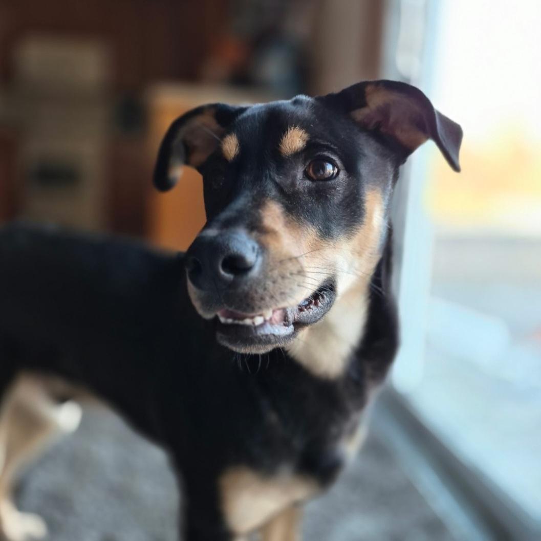 Aspen, a Adoptable mixed breed in merrillville, IN image 4/4