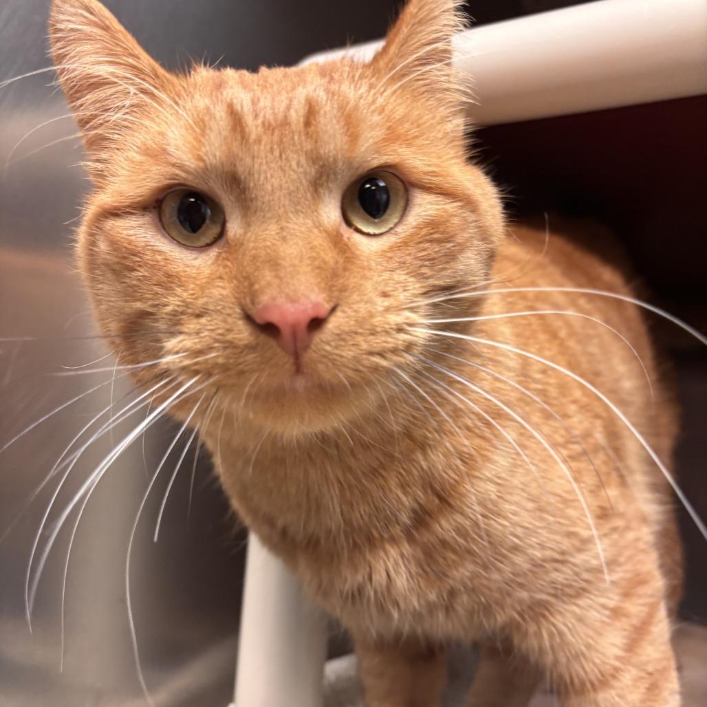 Alistair, Adoptable, Adult Male Domestic Short Hair.