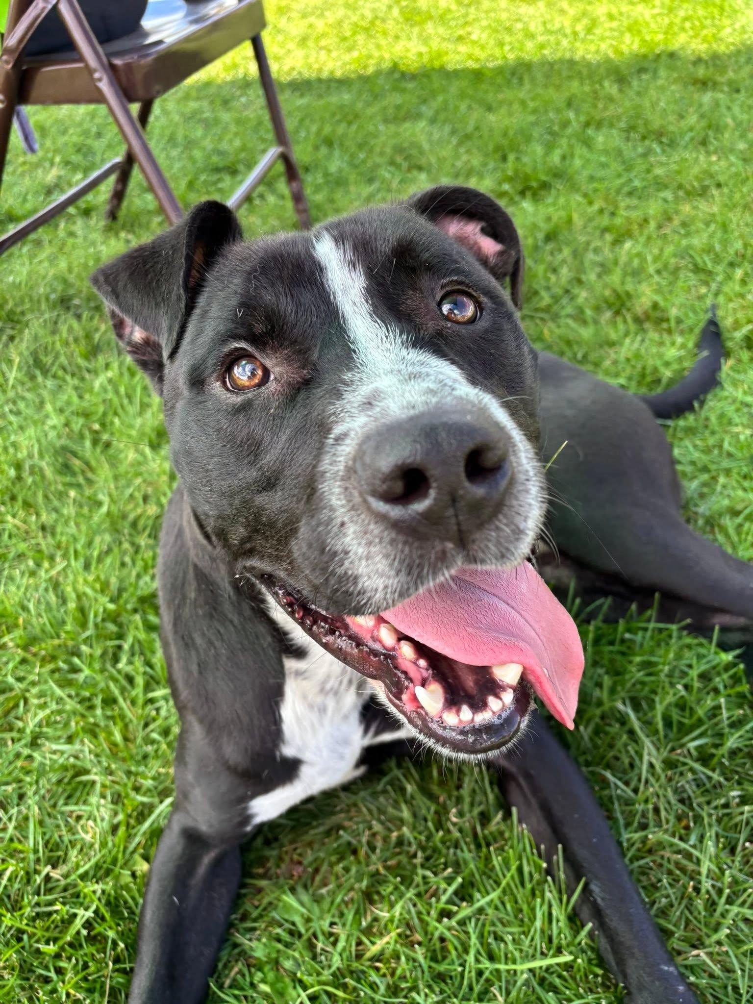 Enlarge Tator Tot, a Adoptable Pit Bull Terrier in Montrose, CO image 2/5