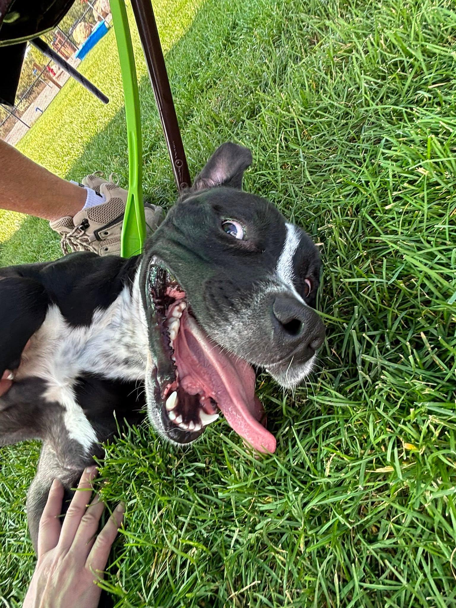 Enlarge Tator Tot, a Adoptable Pit Bull Terrier in Montrose, CO image 4/5