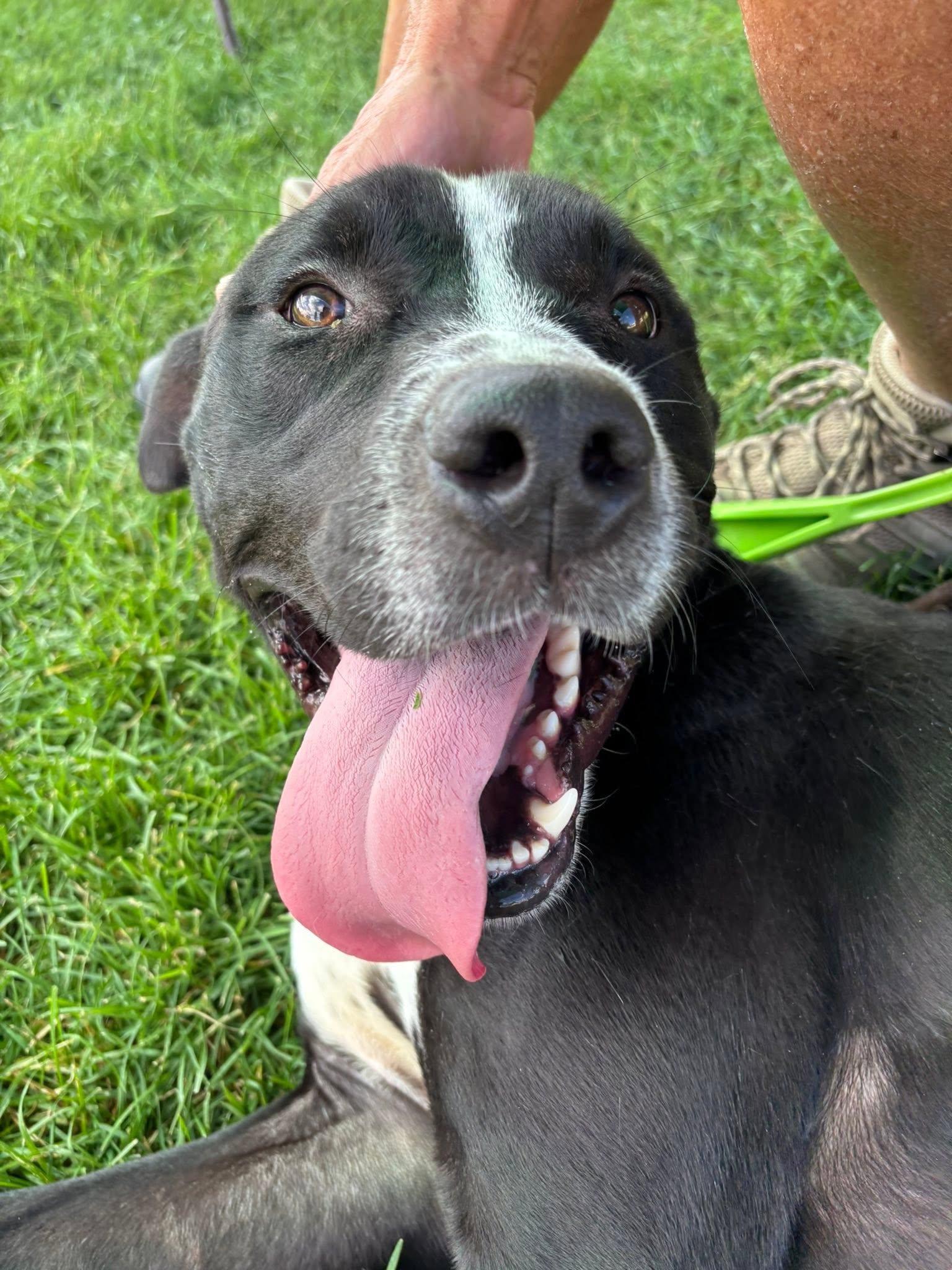 Enlarge Tator Tot, a Adoptable Pit Bull Terrier in Montrose, CO image 1/5