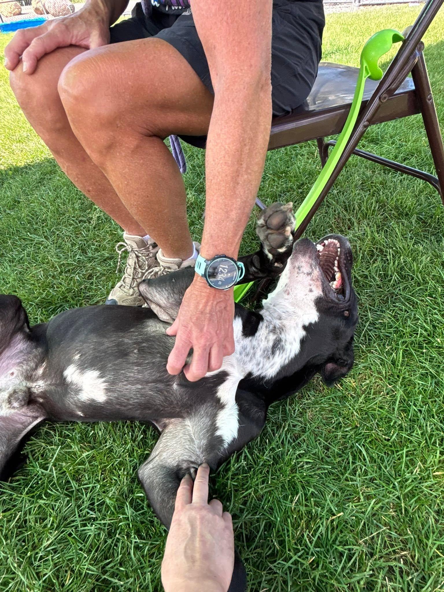 Enlarge Tator Tot, a Adoptable Pit Bull Terrier in Montrose, CO image 3/5