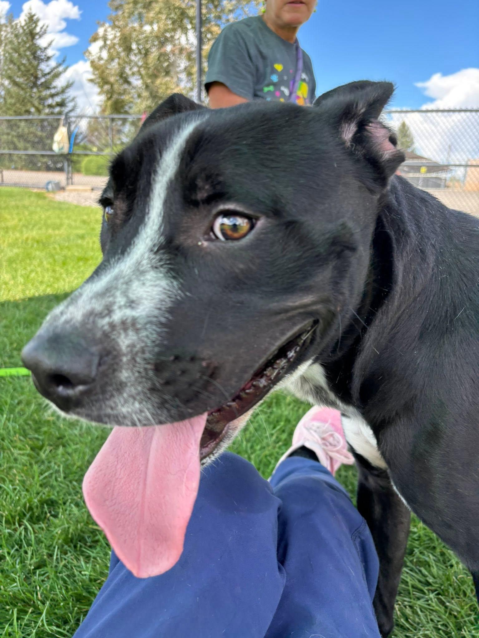 Enlarge Tator Tot, a Adoptable Pit Bull Terrier in Montrose, CO image 5/5