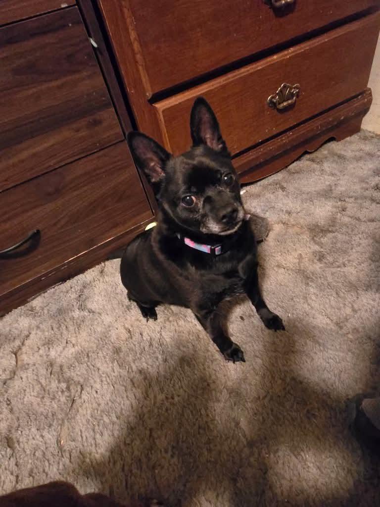 Jethro, Adoptable, Senior Male Chihuahua.