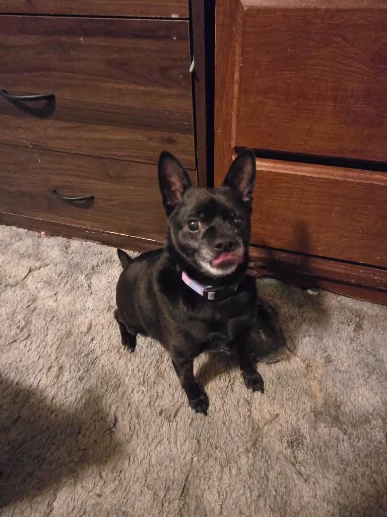 Enlarge Jethro, a Adoptable Chihuahua in Pocatello, ID image 5/5