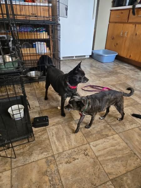 Jethro, Adoptable, Senior Male Chihuahua.