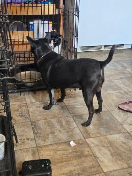 Enlarge Jethro, a Adoptable Chihuahua in Pocatello, ID image 2/4