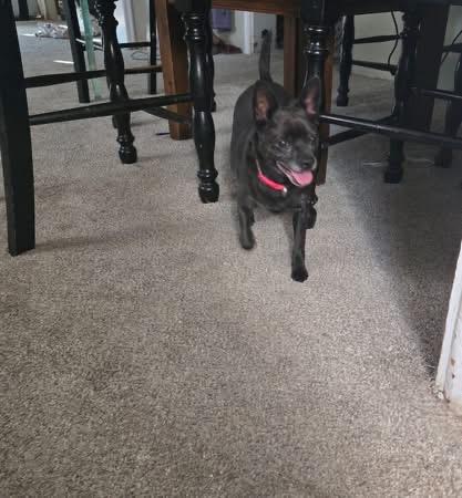 Enlarge Jethro, a Adoptable Chihuahua in Pocatello, ID image 3/4