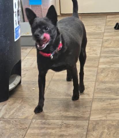 Enlarge Jethro, a Adoptable Chihuahua in Pocatello, ID image 4/4