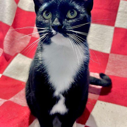 Slinky, Adoptable, Young Female Domestic Short Hair.