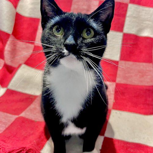 Enlarge Slinky, a Adoptable Domestic Short Hair in Georgetown, KY image 2/6