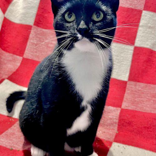 Enlarge Slinky, a Adoptable Domestic Short Hair in Georgetown, KY image 4/6