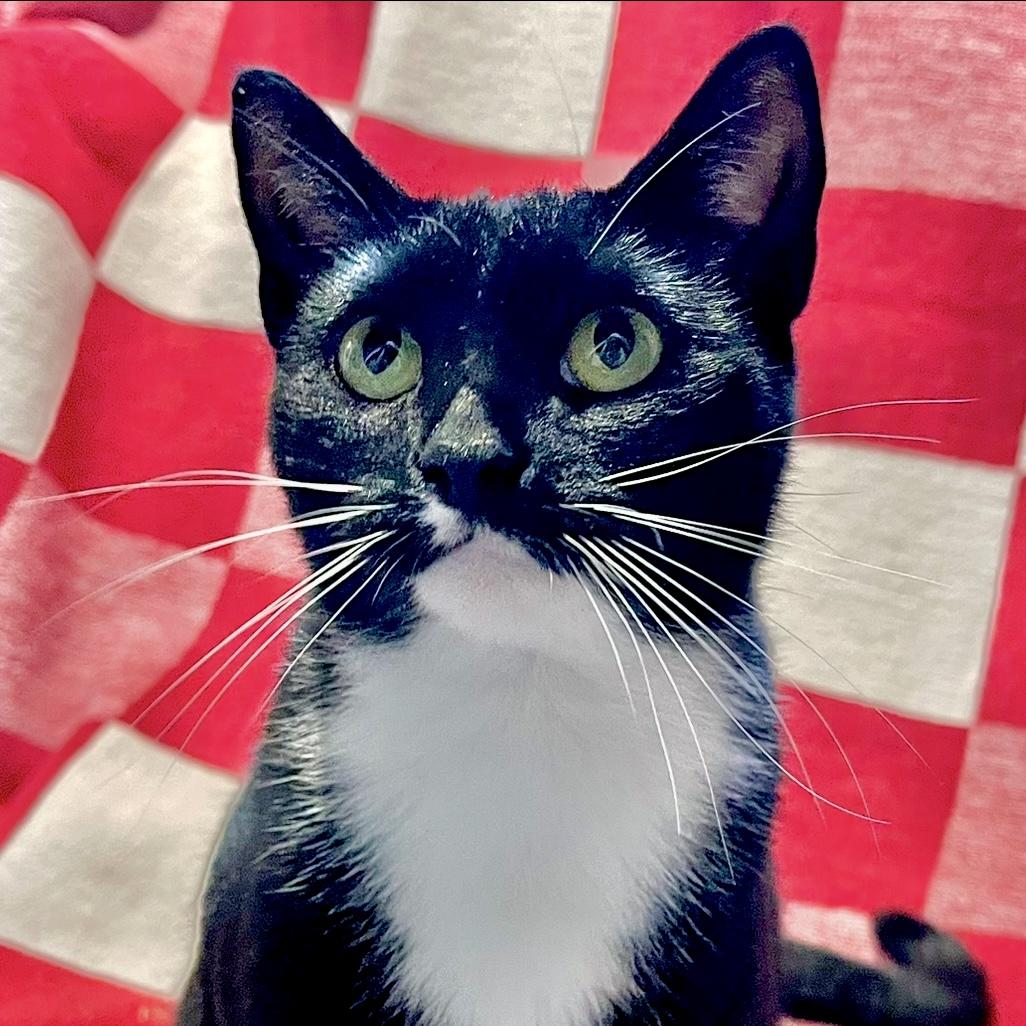 Enlarge Slinky, a Adoptable Domestic Short Hair in Georgetown, KY image 5/6