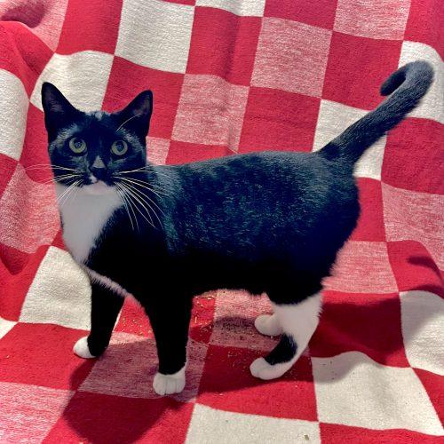 Enlarge Slinky, a Adoptable Domestic Short Hair in Georgetown, KY image 6/6