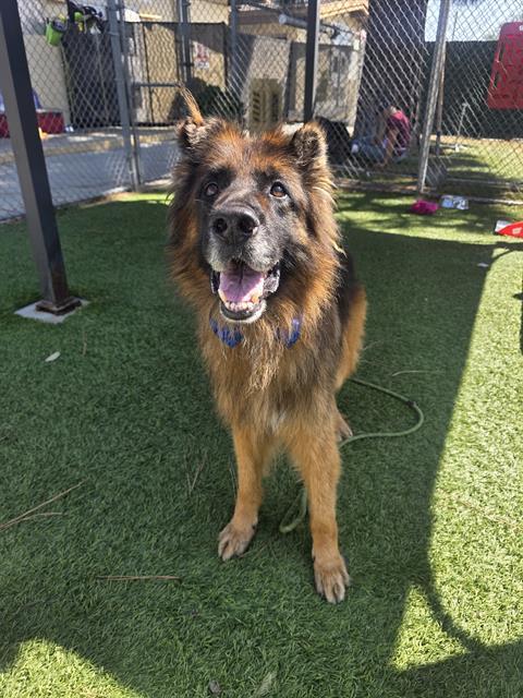 DRACO, Adoptable, Adult Male German Shepherd Dog.