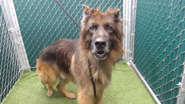 DRACO, Adoptable, Adult Male German Shepherd Dog.