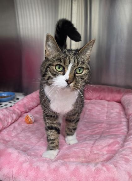 Lori, Adoptable, Adult Female Domestic Short Hair & Domestic Short Hair.