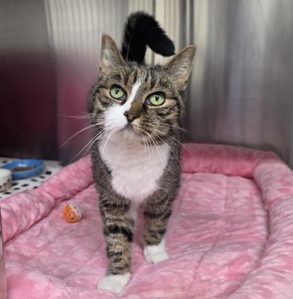 Enlarge Lori, a Adoptable mixed breed in New Hope, PA image 2/2