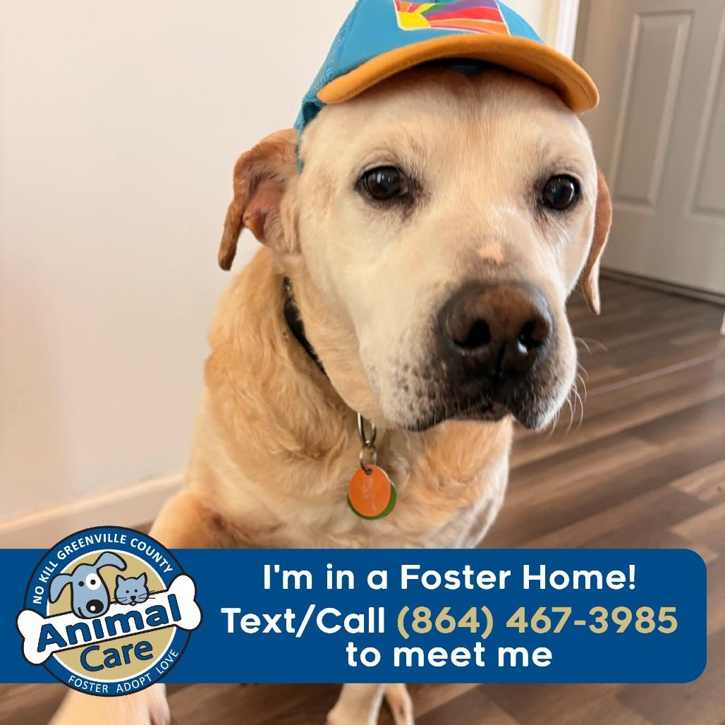 Lucas, Adoptable, Senior Male Yellow Labrador Retriever.