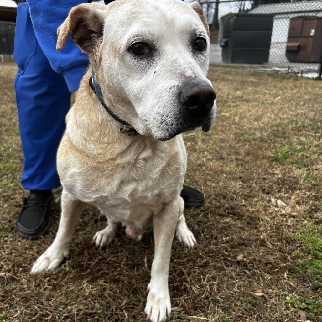 Enlarge Lucas, a Adoptable Yellow Labrador Retriever in Greenville, SC image 1/6