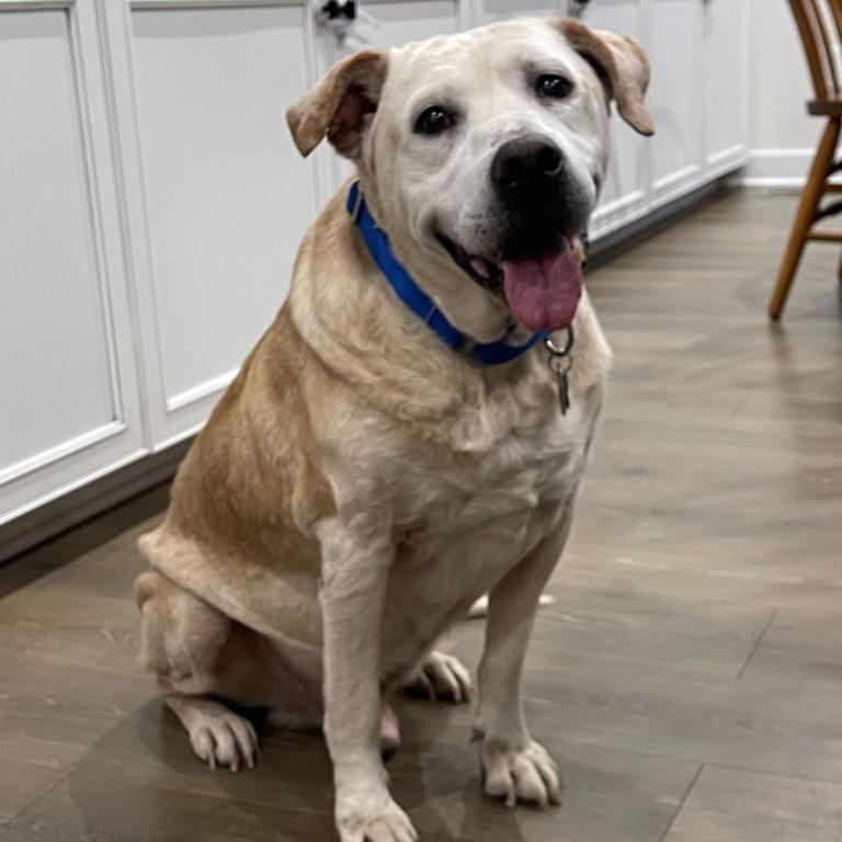 Enlarge Lucas, a Adoptable Yellow Labrador Retriever in Greenville, SC image 2/6