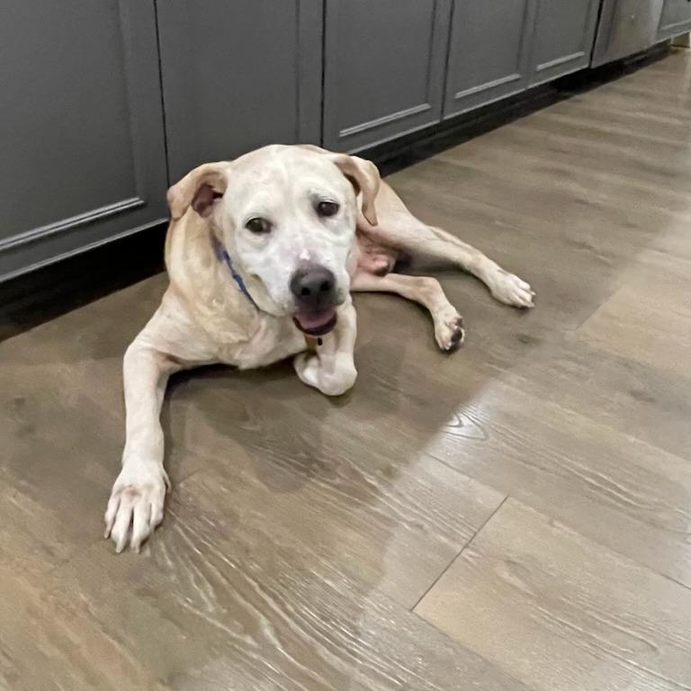 Enlarge Lucas, a Adoptable Yellow Labrador Retriever in Greenville, SC image 3/6