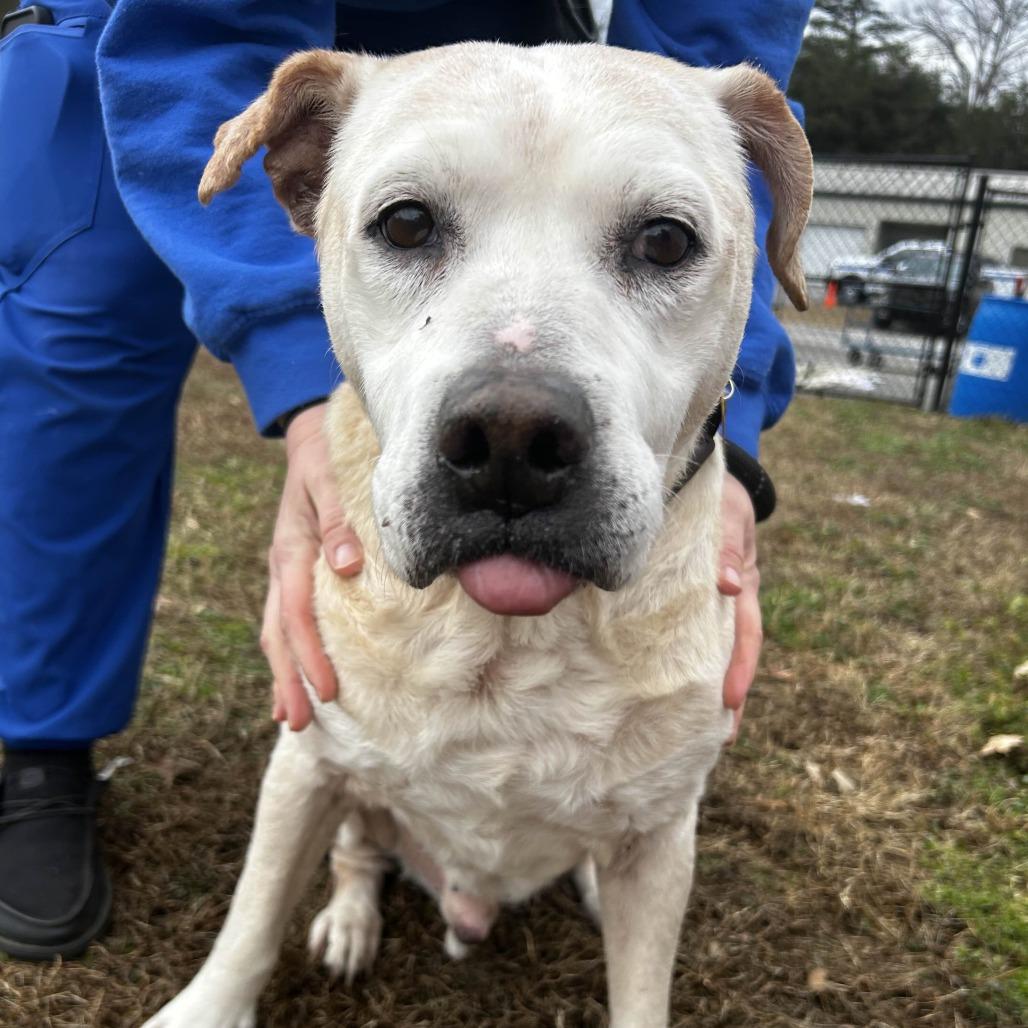 Enlarge Lucas, a Adoptable Yellow Labrador Retriever in Greenville, SC image 4/6