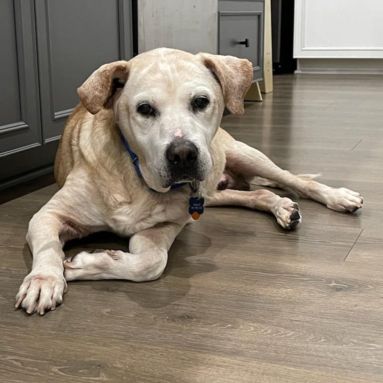 Enlarge Lucas, a Adoptable Yellow Labrador Retriever in Greenville, SC image 5/6