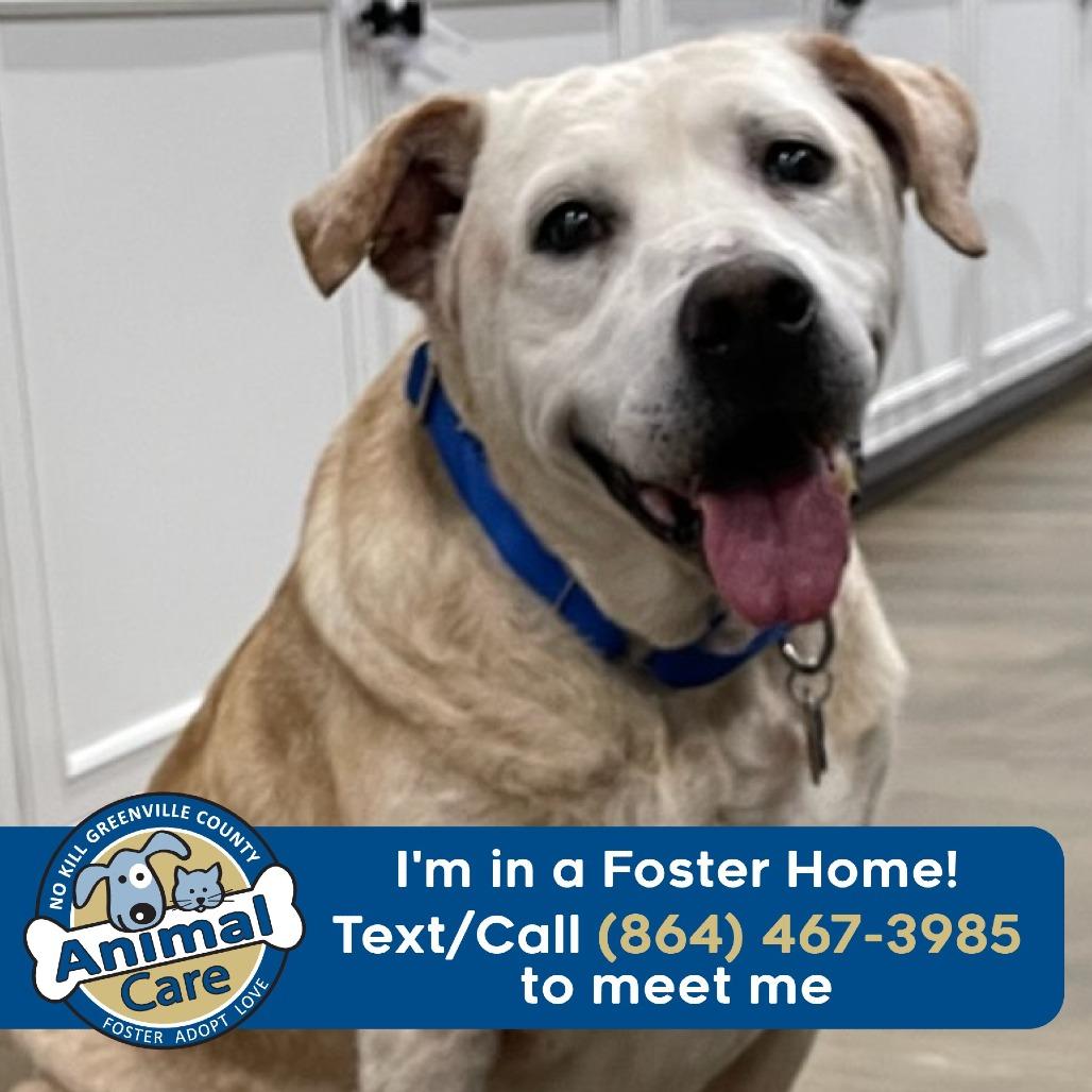 Enlarge Lucas, a Adoptable Yellow Labrador Retriever in Greenville, SC image 6/6