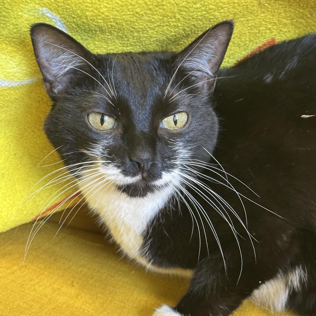 Enlarge Peach, a Adoptable Domestic Short Hair in Franklin, TN image 1/4